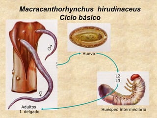 Macracanthorhynchus hirudinaceus
Ciclo básico
Huevo
L2
L3
Adultos
I. delgado
Huésped intermediario
 