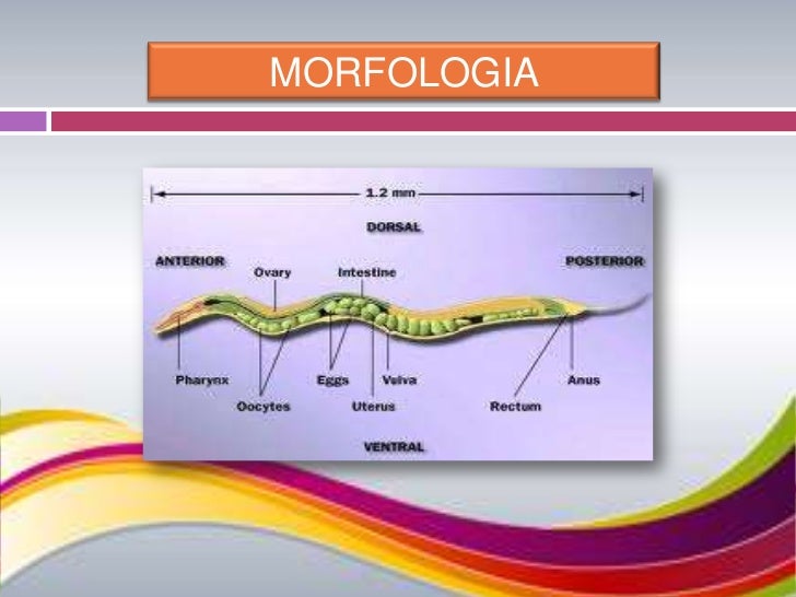 Nematodos y triquinosis