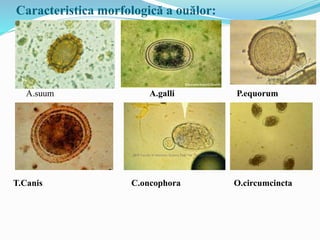 Caracteristica morfologică a ouălor:
A.suum A.galli P.equorum
T.Canis C.oncophora O.circumcincta
 