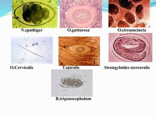 N.spathiger O.gutturosa O.circumcincta
O.Cervicalis T.spiralis Strongyloides stercoralis
B.trigonocephalum
 