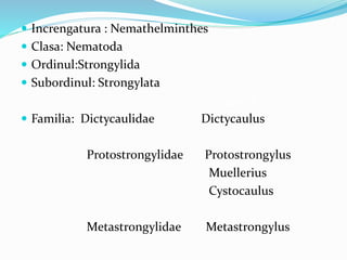  Increngatura : Nemathelminthes
 Clasa: Nematoda
 Ordinul:Strongylida
 Subordinul: Strongylata
genul
 Familia: Dictycaulidae Dictycaulus
Protostrongylidae Protostrongylus
Muellerius
Cystocaulus
Metastrongylidae Metastrongylus
 