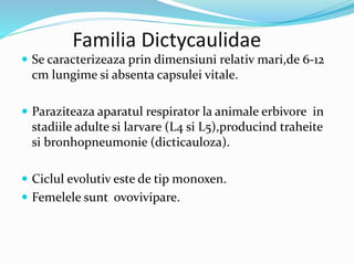 Familia Dictycaulidae
 Se caracterizeaza prin dimensiuni relativ mari,de 6-12
cm lungime si absenta capsulei vitale.
 Paraziteaza aparatul respirator la animale erbivore in
stadiile adulte si larvare (L4 si L5),producind traheite
si bronhopneumonie (dicticauloza).
 Ciclul evolutiv este de tip monoxen.
 Femelele sunt ovovivipare.
 