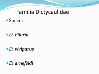 Familia Dictycaulidae
Specii:
D. Filaria
D. viviparus
D. arnefeldi
 
