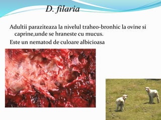 Adultii paraziteaza la nivelul traheo-bronhic la ovine si
caprine,unde se hraneste cu mucus.
Este un nematod de culoare albicioasa
D. filaria
 