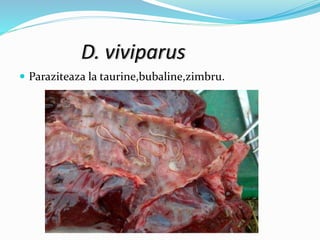 D. viviparus
 Paraziteaza la taurine,bubaline,zimbru.
 