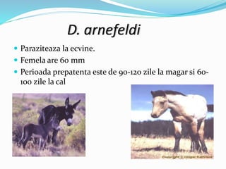 D. arnefeldi
 Paraziteaza la ecvine.
 Femela are 60 mm
 Perioada prepatenta este de 90-120 zile la magar si 60-
100 zile la cal
 