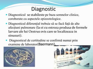 Diagnostic
 Diagnosticul se stabileste pe baza semnelor clinice,
coroborate cu aspectele epizootologice.
 Diagnosticul diferenţial trebuie să se facă faţă de alte
afecţiuni pulmonare (la oi cu estroza produsa de formele
larvare ale lui Oestrus ovis care se localizeaza in
sinusuri).
 Diagnosticul de certitudine se confirmă numai prin
examene de laborator(Baermann).
 