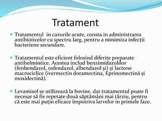 Tratament
 Tratamentul in cazurile acute, consta in administrarea
antibioticelor cu spectru larg, pentru a minimiza infecții
bacteriene secundare.
 Tratamentul este eficient folosind diferite preparate
antihelmintice. Acestea includ benzimidazolilor
(fenbendazol, oxfendazol, albendazol și) și lactone
macrociclice (ivermectin doramectina, Eprinomectină și
moxidectină).
 Levamisol se utilizează la bovine, dar tratamentul poate fi
necesar să fie repetate două săptămâni mai târziu, pentru
că este mai puțin eficace împotriva larvelor in primele faze.
 