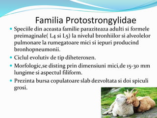 Familia Protostrongylidae
 Speciile din aceasta familie paraziteaza adulti si formele
preimaginale( L4 si L5) la nivelul bronhiilor si alveolelor
pulmonare la rumegatoare mici si iepuri producind
bronhopneumonii.
 Ciclul evolutiv de tip diheteroxen.
 Morfologic,se disting prin dimensiuni mici,de 15-30 mm
lungime si aspectul filiform.
 Prezinta bursa copulatoare slab dezvoltata si doi spiculi
grosi.
 