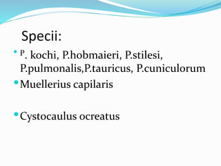 Specii:
 P. kochi, P.hobmaieri, P.stilesi,
P.pulmonalis,P.tauricus, P.cuniculorum
Muellerius capilaris
Cystocaulus ocreatus
 