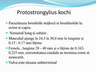 Protostrongylius kochi
 Paraziteaza bronhiile mijlocii si bronhiolele la
ovine si capra.
 Nematod lung si subțire .
 Masculul ajunge la 24,3 la 30,0 mm în lungime și
0.15 - 0.17 mm lățime
 Femela , lungime 28 - 40 mm și o lățime de 0.162-
0.225 mm. extremitatea caudala se termina conic si
neascutit.
 Vulva este situata subterminal
 