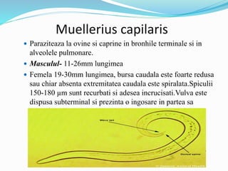 Muellerius capilaris
 Paraziteaza la ovine si caprine in bronhile terminale si in
alveolele pulmonare.
 Masculul- 11-26mm lungimea
 Femela 19-30mm lungimea, bursa caudala este foarte redusa
sau chiar absenta extremitatea caudala este spiralata.Spiculii
150-180 µm sunt recurbati si adesea incrucisati.Vulva este
dispusa subterminal si prezinta o ingosare in partea sa
posterioara..
 