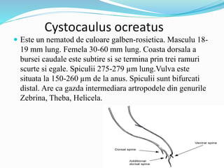 Cystocaulus ocreatus
 Este un nematod de culoare galben-rosietica. Masculu 18-
19 mm lung. Femela 30-60 mm lung. Coasta dorsala a
bursei caudale este subtire si se termina prin trei ramuri
scurte si egale. Spiculii 275-279 µm lung.Vulva este
situata la 150-260 µm de la anus. Spiculii sunt bifurcati
distal. Are ca gazda intermediara artropodele din genurile
Zebrina, Theba, Helicela.
 
