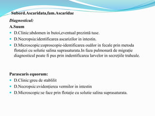 Subord.Ascaridata,fam.Ascaridae
Diagnosticul:
A.Suum
 D.Clinic:abdomen in butoi,eventual prezintă tuse.
 D.Necropsia:identificarea ascarizilor in intestin.
 D.Microscopic:coproscopie-identificarea ouălor in fecale prin metoda
flotației cu solutie salina suprasaturata.In faza pulmonară de migrație
diagnosticul poate fi pus prin indentificarea larvelor in secrețiile traheale.
Parascaris equorum:
 D.Clinic:greu de stablilit
 D.Necropsic:evidențierea vermilor in intestin
 D.Microscopic:se face prin flotație cu solutie salina suprasaturata.
 