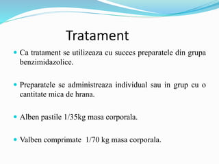 Tratament
 Ca tratament se utilizeaza cu succes preparatele din grupa
benzimidazolice.
 Preparatele se administreaza individual sau in grup cu o
cantitate mica de hrana.
 Alben pastile 1/35kg masa corporala.
 Valben comprimate 1/70 kg masa corporala.
 