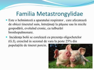 Familia Metastrongylidae
 Este o helmintoză a aparatului respirator , care afecatează
de obicei tineretul suin, întreţinuţi la păşune sau în micile
gospodării, evoluînd cronic, cu tulburări
bronhopulmonare.
 Incidenţa bolii se corelează cu prezenţa oligochetelor
(G.I), crescînd in sezonul de vara la peste 25% din
populaţiile de tineret porcin.
 