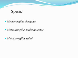 Specii:
 Metastrongilus elongatus
 Metastrongilus pudendotectus
 Metastrongilus salmi
 