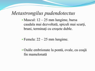 Metastrongilus pudendotectus
 Mascul: 12 – 25 mm lungime, bursa
caudala mai dezvoltată, spiculi mai scurţi,
bruni, terminaţi cu croşete duble.
 Femela: 22 – 25 mm lungime.
 Ouăle embrionate la pontă, ovale, cu coajă
fin mamelonată
 