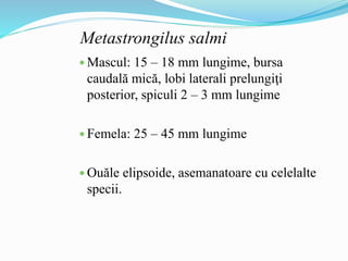Metastrongilus salmi
 Mascul: 15 – 18 mm lungime, bursa
caudală mică, lobi laterali prelungiţi
posterior, spiculi 2 – 3 mm lungime
 Femela: 25 – 45 mm lungime
 Ouăle elipsoide, asemanatoare cu celelalte
specii.
 