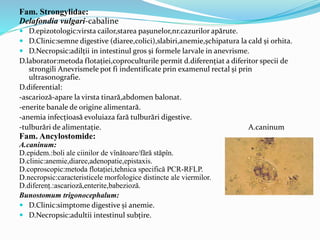Fam. Strongylidae:
Delafondia vulgari-cabaline
 D.epizotologic:virsta cailor,starea pașunelor,nr.cazurilor apărute.
 D.Clinic:semne digestive (diaree,colici),slabiri,anemie,șchipatura la cald și orhita.
 D.Necropsic:adilții in intestinul gros și formele larvale in anevrisme.
D.laborator:metoda flotației,coproculturile permit d.diferențiat a diferitor specii de
strongili Anevrismele pot fi indentificate prin examenul rectal și prin
ultrasonografie.
D.diferential:
-ascarioză-apare la virsta tinară,abdomen balonat.
-enerite banale de origine alimentară.
-anemia infecțioasă evoluiaza fară tulburări digestive.
-tulburări de alimentație. A.caninum
Fam. Ancylostomide:
A.caninum:
D.epidem.:boli ale ciinilor de vînătoare/fără stăpîn.
D.clinic:anemie,diaree,adenopatie,epistaxis.
D.coproscopic:metoda flotației,tehnica specifică PCR-RFLP.
D.necropsic:caracteristicele morfologice distincte ale viermilor.
D.diferenț.:ascarioză,enterite,babezioză.
Bunostomum trigonocephalum:
 D.Clinic:simptome digestive și anemie.
 D.Necropsic:adultii intestinul subțire.
 