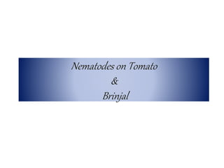 Nematodes on Tomato
&
Brinjal
 