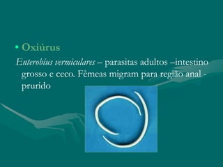 • Oxiúrus
Enterobius vermiculares – parasitas adultos –intestino
grosso e ceco. Fêmeas migram para região anal -
prurido
 