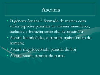 Ascaris
• O gênero Ascaris é formado de vermes com
várias espécies parasitas de animais mamíferos,
inclusive o homem; entre elas destacam-se:
• Ascaris lunbricóides, o parasita mais comum do
homem;
• Ascaris megalocephala, parasita do boi
• Ascaris suum, parasita do porco.
 