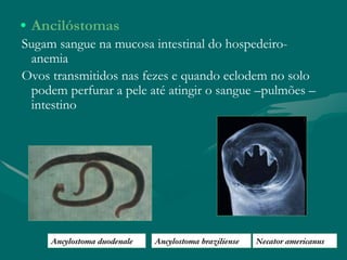 • Ancilóstomas
Sugam sangue na mucosa intestinal do hospedeiro-
anemia
Ovos transmitidos nas fezes e quando eclodem no solo
podem perfurar a pele até atingir o sangue –pulmões –
intestino
Ancylostoma duodenale Ancylostoma braziliense Necator americanus
 