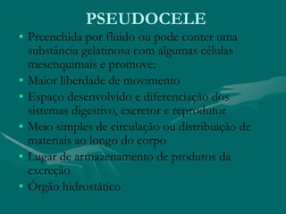 PSEUDOCELE
• Preenchida por fluido ou pode conter uma
substância gelatinosa com algumas células
mesenquimais e promove:
• Maior liberdade de movimento
• Espaço desenvolvido e diferenciação dos
sistemas digestivo, excretor e reprodutor
• Meio simples de circulação ou distribuição de
materiais ao longo do corpo
• Lugar de armazenamento de produtos da
excreção
• Órgão hidrostático
 