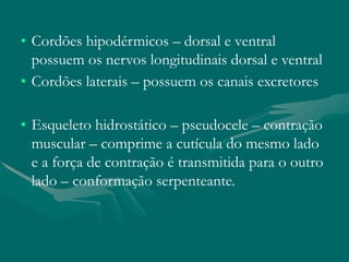 • Cordões hipodérmicos – dorsal e ventral
possuem os nervos longitudinais dorsal e ventral
• Cordões laterais – possuem os canais excretores
• Esqueleto hidrostático – pseudocele – contração
muscular – comprime a cutícula do mesmo lado
e a força de contração é transmitida para o outro
lado – conformação serpenteante.
 