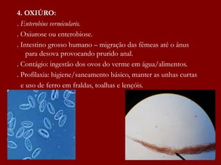 4. OXIÚRO:
. Enterobius vermicularis.
. Oxiurose ou enterobiose.
. Intestino grosso humano – migração das fêmeas até o ânus
para desova provocando prurido anal.
. Contágio: ingestão dos ovos do verme em água/alimentos.
. Profilaxia: higiene/saneamento básico, manter as unhas curtas
e uso de ferro em fraldas, toalhas e lençóis.
 