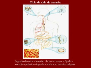 Ciclo de vida do áscaris:
Ingestão dos ovos – intestino - larvas no sangue – fígado –
coração – pulmões – ingestão – adultos no intestino delgado.
 