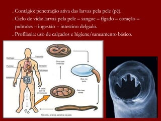 . Contágio: penetração ativa das larvas pela pele (pé).
. Ciclo de vida: larvas pela pele – sangue – fígado – coração –
pulmões – ingestão – intestino delgado.
. Profilaxia: uso de calçados e higiene/saneamento básico.
.
 