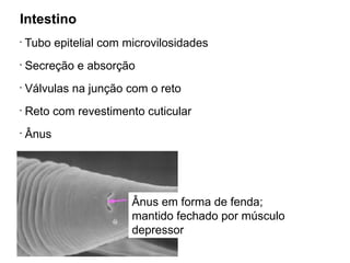 Intestino
•
Tubo epitelial com microvilosidades
•
Secreção e absorção
•
Válvulas na junção com o reto
•
Reto com revestimento cuticular
•
Ânus
Ânus em forma de fenda;
mantido fechado por músculo
depressor
 