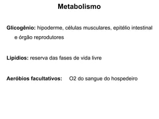 Glicogênio: hipoderme, células musculares, epitélio intestinal
e órgão reprodutores
Lipídios: reserva das fases de vida livre
Aeróbios facultativos: O2 do sangue do hospedeiro
Metabolismo
 