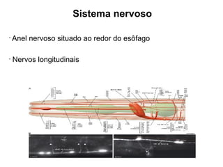 Sistema nervoso
•
Anel nervoso situado ao redor do esôfago
•
Nervos longitudinais
 