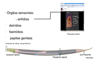 •
Órgãos sensoriais:
- anfídios
-
deirídios
-
fasmídios
-
papilas genitais
(cloaca dos machos)
copyright © Dennis Kunkel
Toxocara canis
 