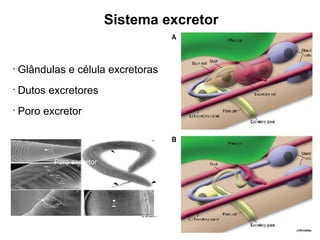 Sistema excretor
•
Glândulas e célula excretoras
•
Dutos excretores
•
Poro excretor
Poro excretor
 
