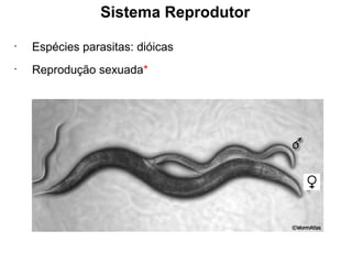 •
Espécies parasitas: dióicas
•
Reprodução sexuada*
Sistema Reprodutor
 