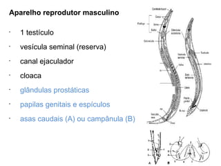 Aparelho reprodutor masculino
•
1 testículo
•
vesícula seminal (reserva)
•
canal ejaculador
•
cloaca
•
glândulas prostáticas
•
papilas genitais e espículos
•
asas caudais (A) ou campânula (B)
 