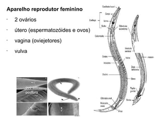 ovo em
postura
Aparelho reprodutor feminino
•
2 ovários
•
útero (espermatozóides e ovos)
•
vagina (oviejetores)
•
vulva
 