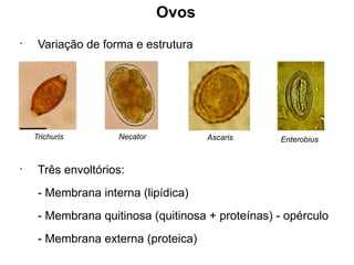 Ovos
•
Variação de forma e estrutura
•
Três envoltórios:
- Membrana interna (lipídica)
- Membrana quitinosa (quitinosa + proteínas) - opérculo
- Membrana externa (proteica)
Trichuris Necator Ascaris Enterobius
 