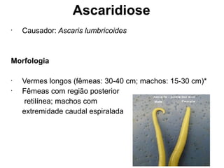 Ascaridiose
•
Causador: Ascaris lumbricoides
Morfologia
•
Vermes longos (fêmeas: 30-40 cm; machos: 15-30 cm)*
•
Fêmeas com região posterior
retilínea; machos com
extremidade caudal espiralada
 