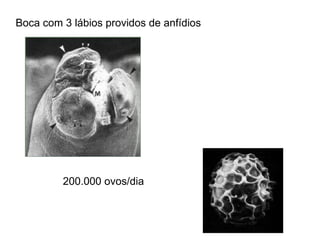 Boca com 3 lábios providos de anfídios
200.000 ovos/dia
 