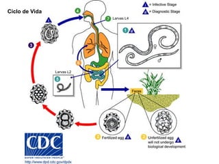 Ciclo de Vida
Larvas L2
Larvas L4
 
