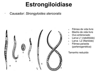 Estrongiloidíase
•
Causador: Strongyloides stercoralis
A. Fêmea de vida livre
B. Macho de vida livre
C. Ovo embrionado
D. Larva L1 (rabditóide)
E. Larva L2 (filarióide)
F. Fêmea parasita
(partenogenética)
Tamanho reduzido
 