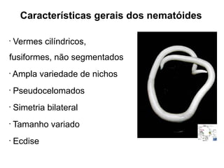 Características gerais dos nematóides
•
Vermes cilíndricos,
fusiformes, não segmentados
•
Ampla variedade de nichos
•
Pseudocelomados
•
Simetria bilateral
•
Tamanho variado
•
Ecdise
 