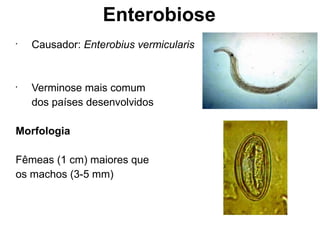 Enterobiose
•
Causador: Enterobius vermicularis
•
Verminose mais comum
dos países desenvolvidos
Morfologia
Fêmeas (1 cm) maiores que
os machos (3-5 mm)
 