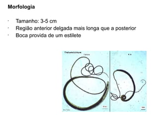 Morfologia
•
Tamanho: 3-5 cm
•
Região anterior delgada mais longa que a posterior
•
Boca provida de um estilete
 