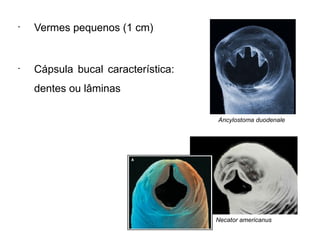 •
Vermes pequenos (1 cm)
•
Cápsula bucal característica:
dentes ou lâminas
Necator americanus
Ancylostoma duodenale
 